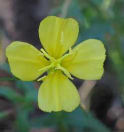 Image of Oenothera pubescens