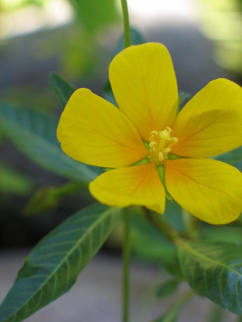 Ludwigia image
