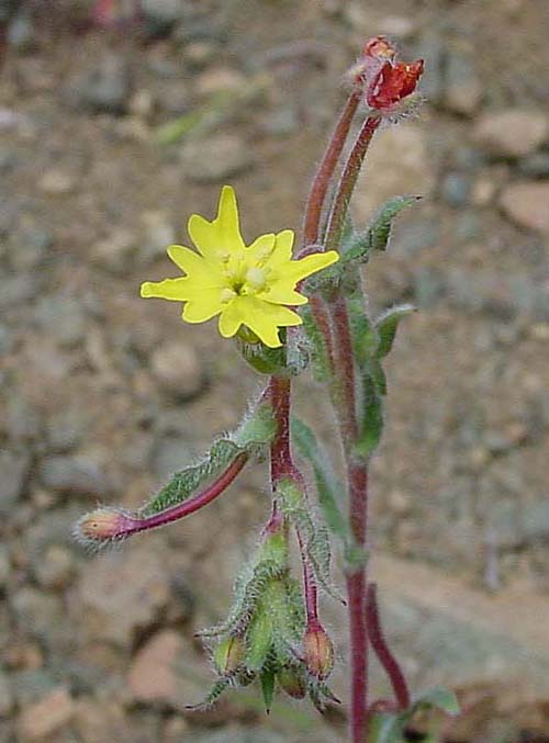 Onagraceae image