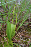 Image of Ophioglossum engelmannii