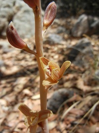 Hexalectris spicata var. arizonica image