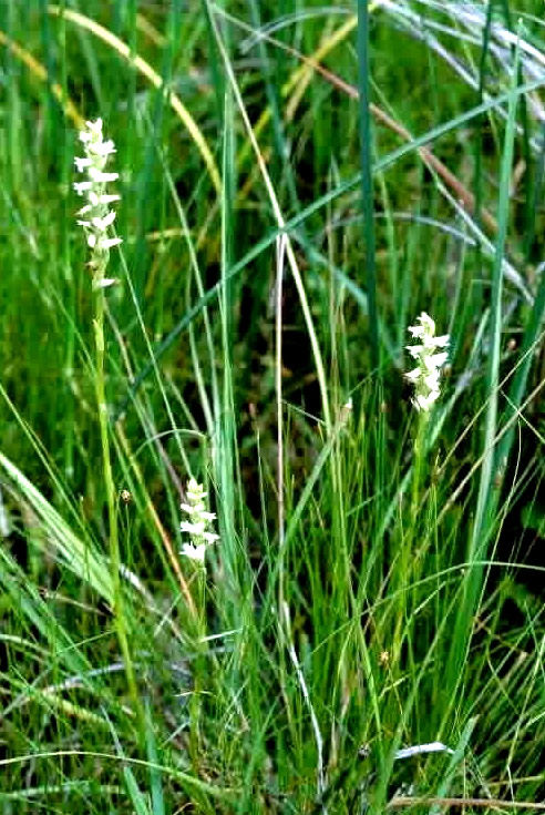 Spiranthes delitescens image