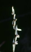 Image of Spiranthes parasitica