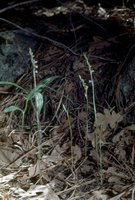 Spiranthes parasitica image