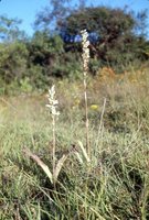 Dichromanthus michuacanus image