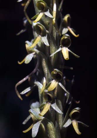 Platanthera limosa image