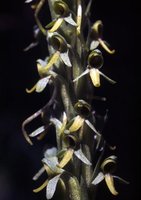 Image of Platanthera limosa