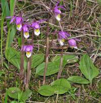 Calypso bulbosa image