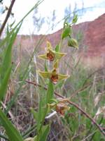 Epipactis gigantea image