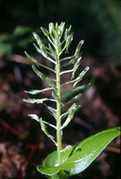 Image of Malaxis abieticola