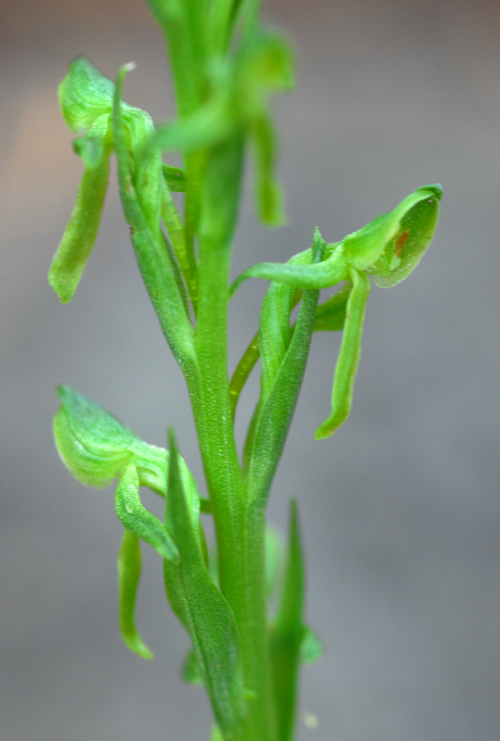 Platanthera brevifolia image