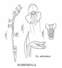 Schiedeella arizonica image