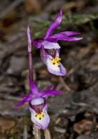 Calypso bulbosa image