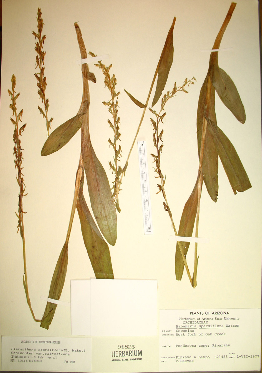 Platanthera sparsiflora var. sparsiflora image