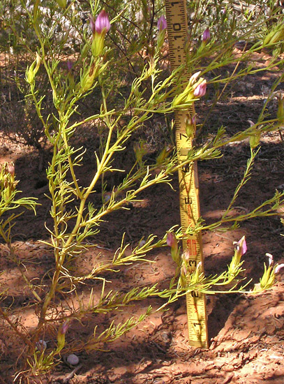 Cordylanthus wrightii subsp. wrightii image