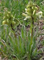 Pedicularis parryi image