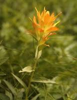 Castilleja miniata var. miniata image