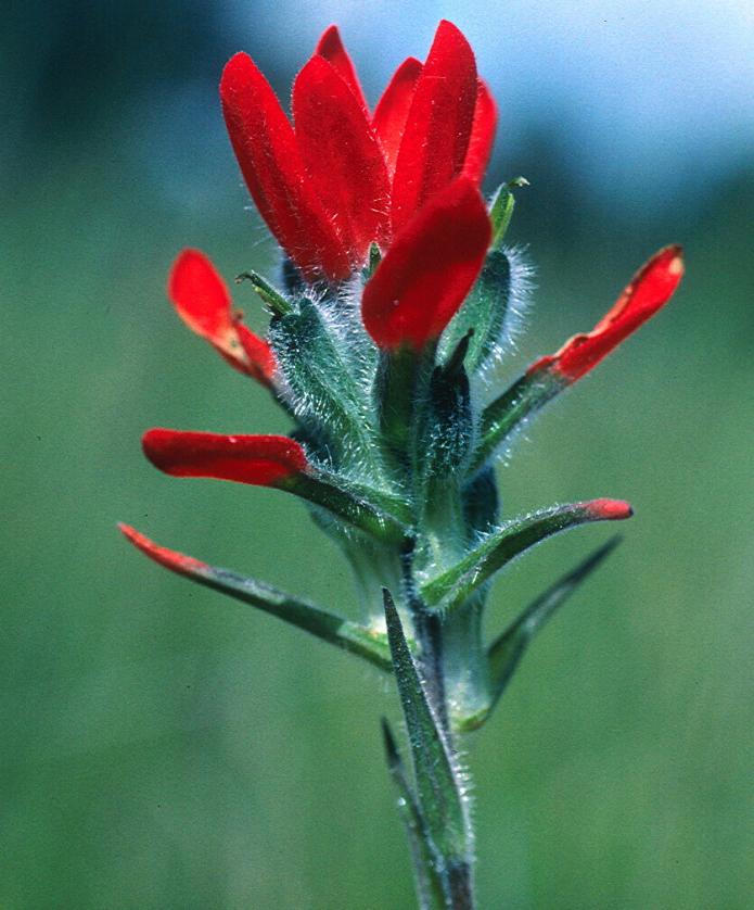 Castilleja nervata image