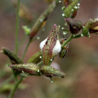 Image of Cordylanthus nevinii