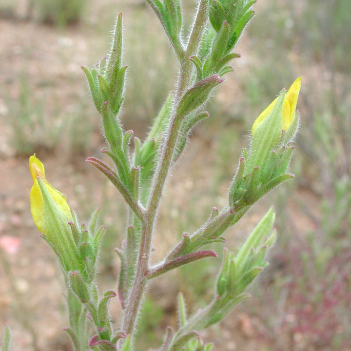 Cordylanthus laxiflorus image