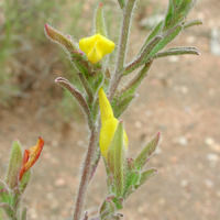 Image of Cordylanthus laxiflorus