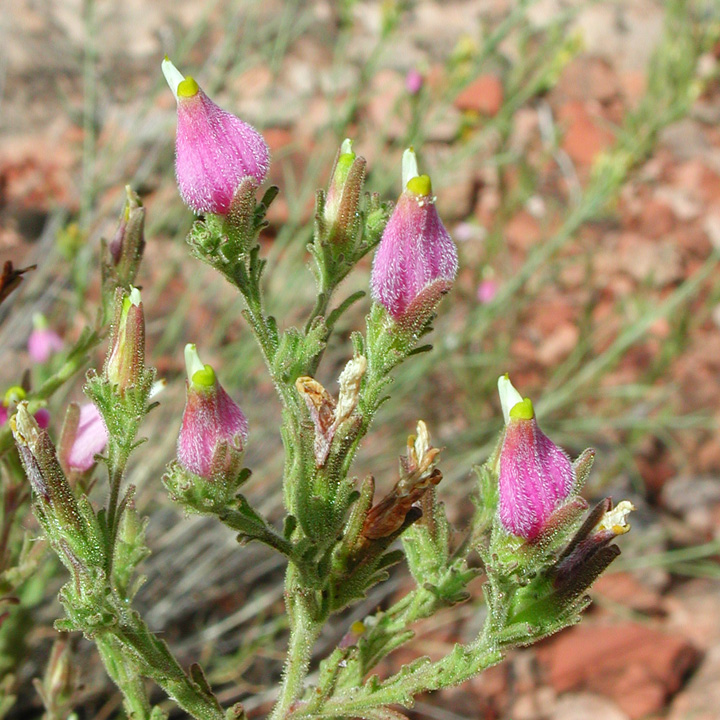 Cordylanthus parviflorus image