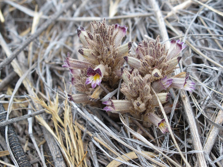 Orobanche arizonica image