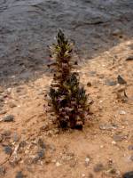 Orobanche arizonica image