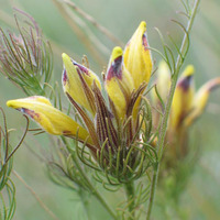 Image of Cordylanthus wrightii
