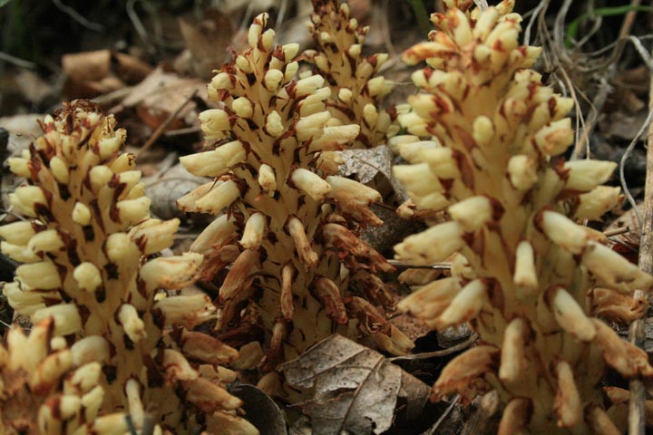 Conopholis alpina var. mexicana image