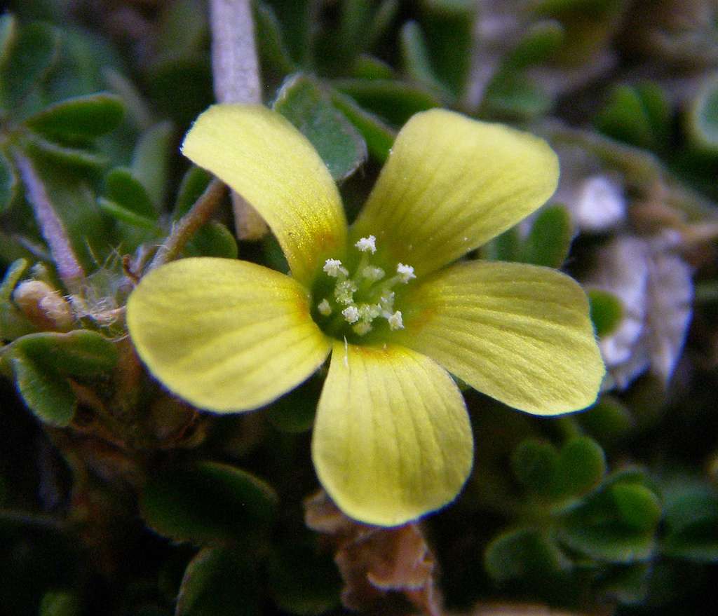 Oxalis corniculata image