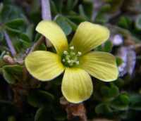 Image of Acetosella corniculata