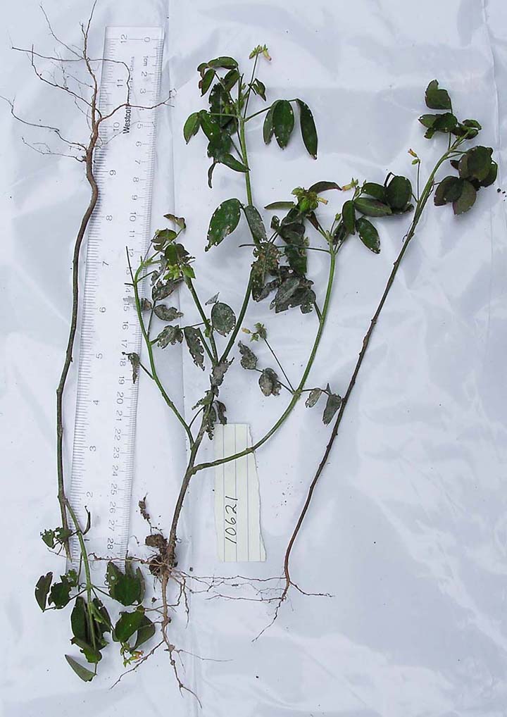 Oxalidaceae image