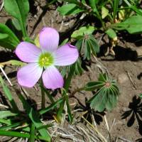 Oxalis decaphylla image