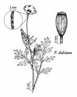 Image of Papaver dubium