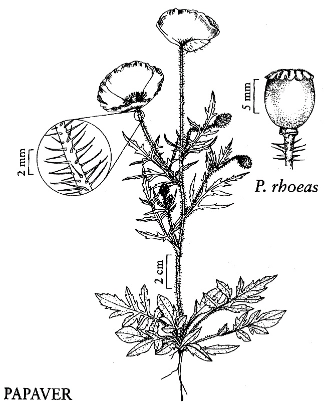 Papaver rhoeas image