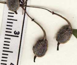 Image of Bocconia arborea