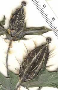 Argemone ochroleuca subsp. ochroleuca image