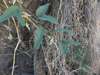 Passiflora mexicana image