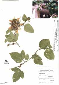 Image of Passiflora x belotii