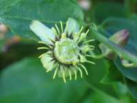 Image of Passiflora suberosa