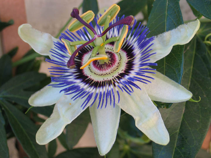 Passiflora image