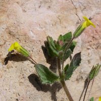 Image of Erythranthe floribunda