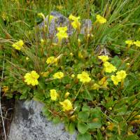 Erythranthe primuloides image