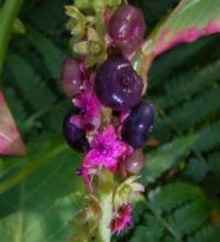 Phytolacca octandra image