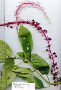 Phytolacca rivinoides image