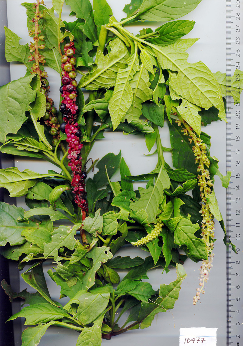 Phytolaccaceae image