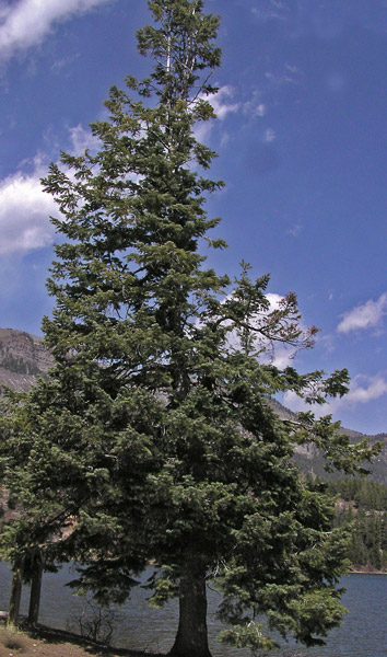 Abies concolor var. concolor image