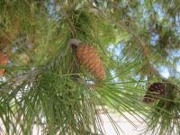 Image of Pinus halepensis