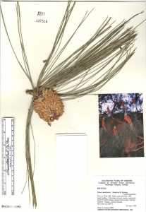 Pinus canariensis image